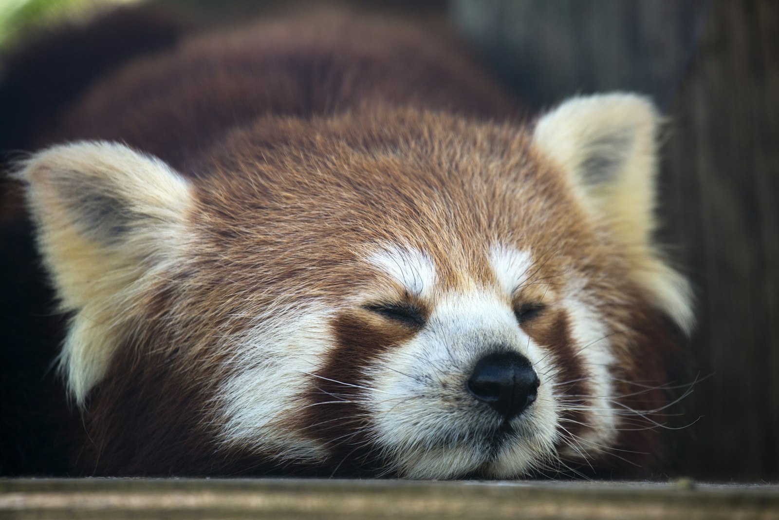 Canon EF 100-400mm F4.5-5.6L IS USM sample photo. Red panda bear photography