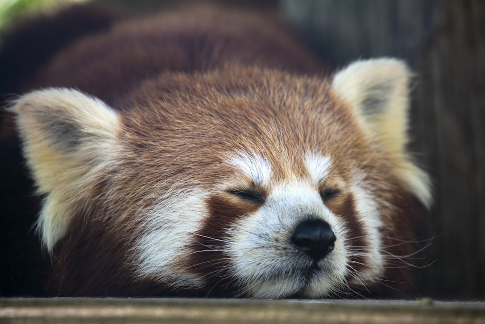 orso panda rosso