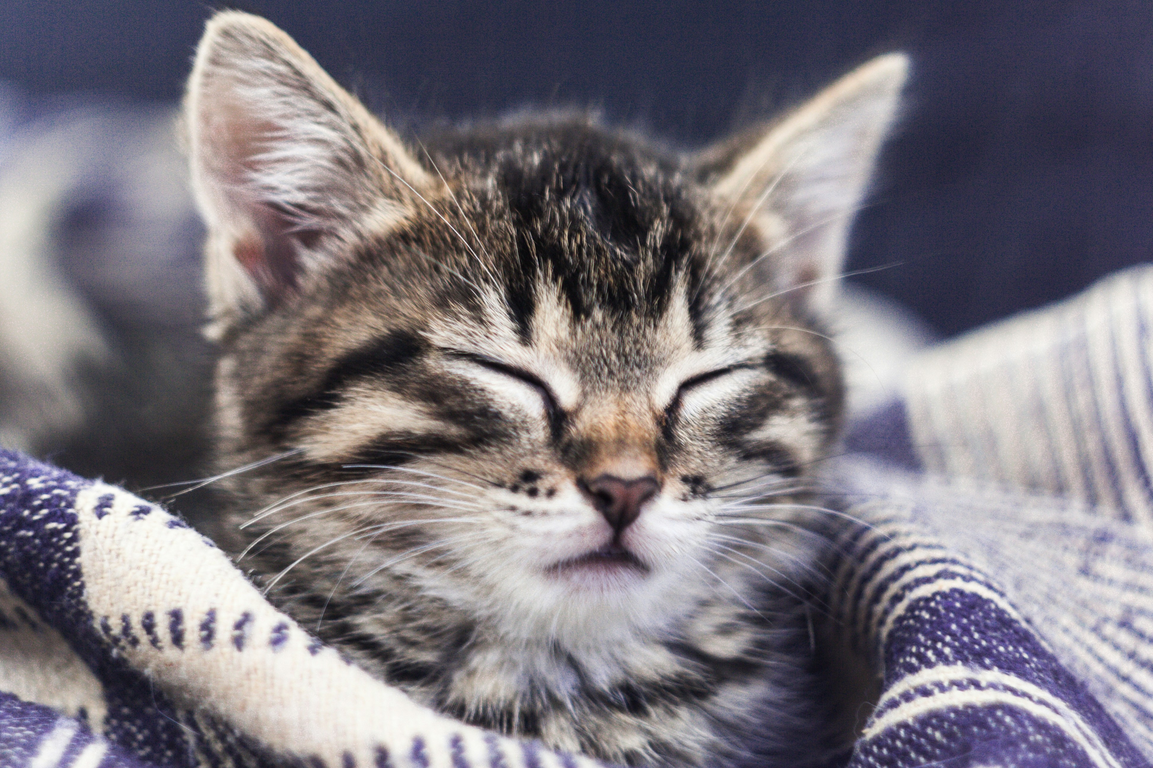 Close-up photo of gray tabby cat