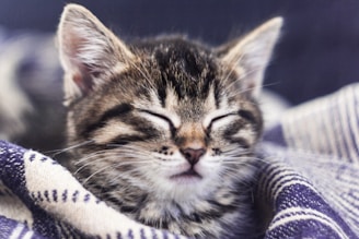 close-up photo of gray tabby cat