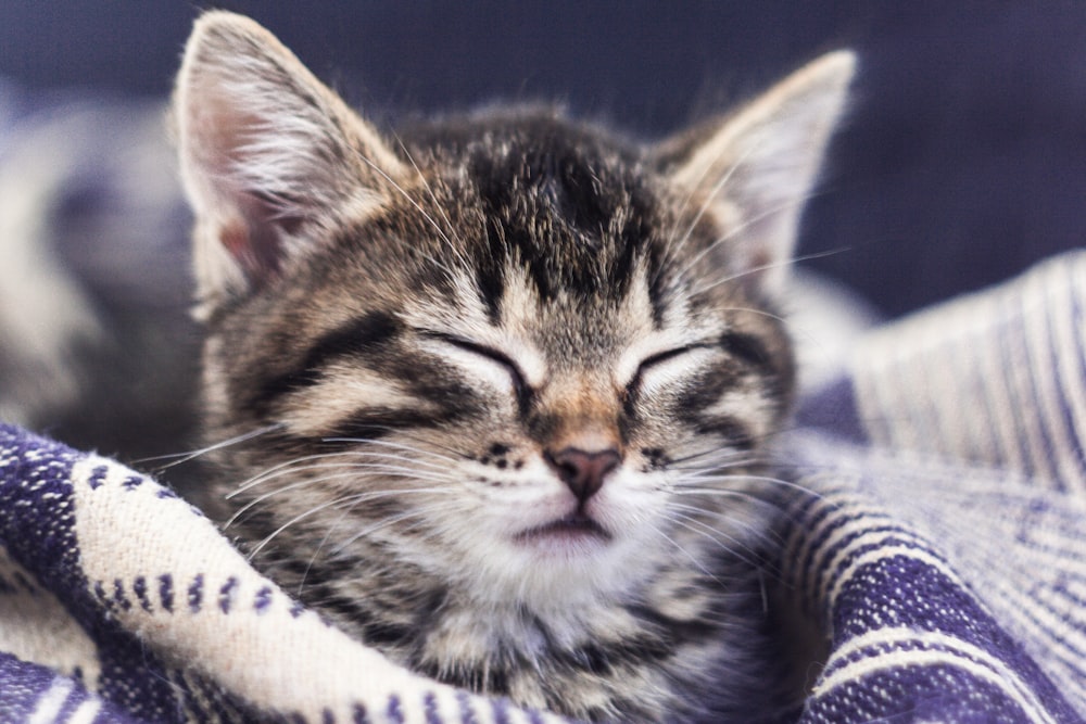 close-up photo of gray tabby cat