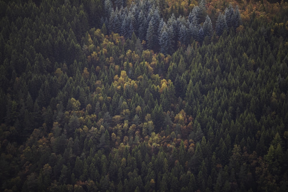 Vue grand angle des arbres