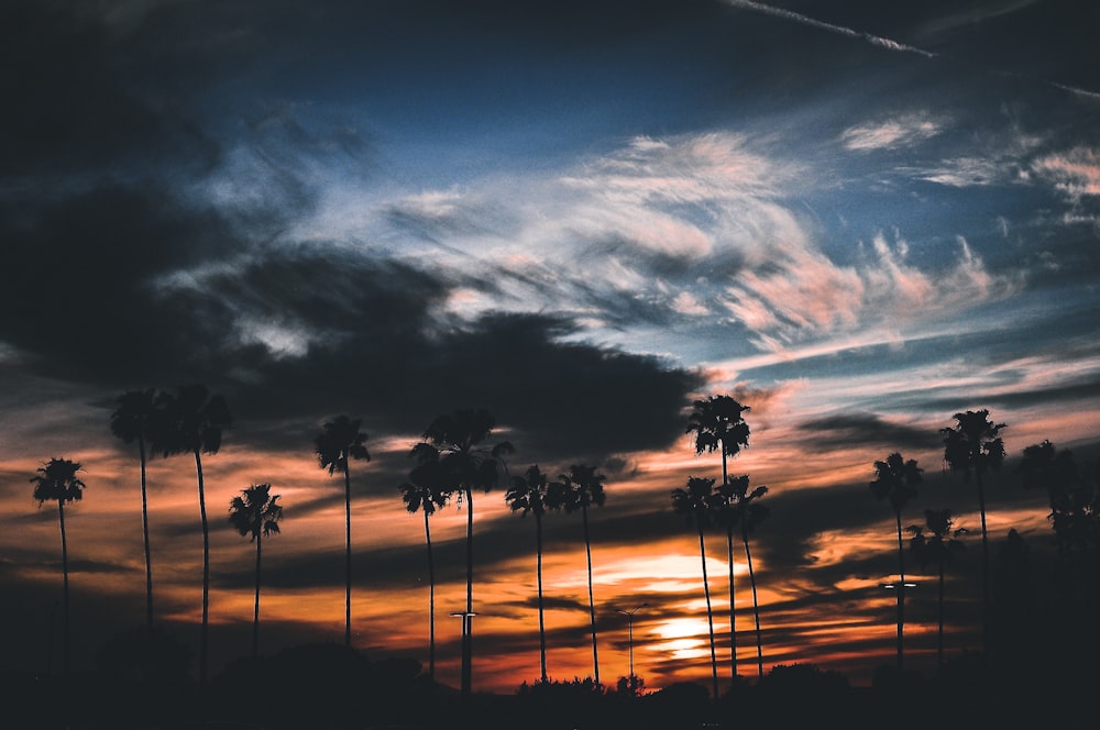 silhouette of trees under cloudy sky during sunrise