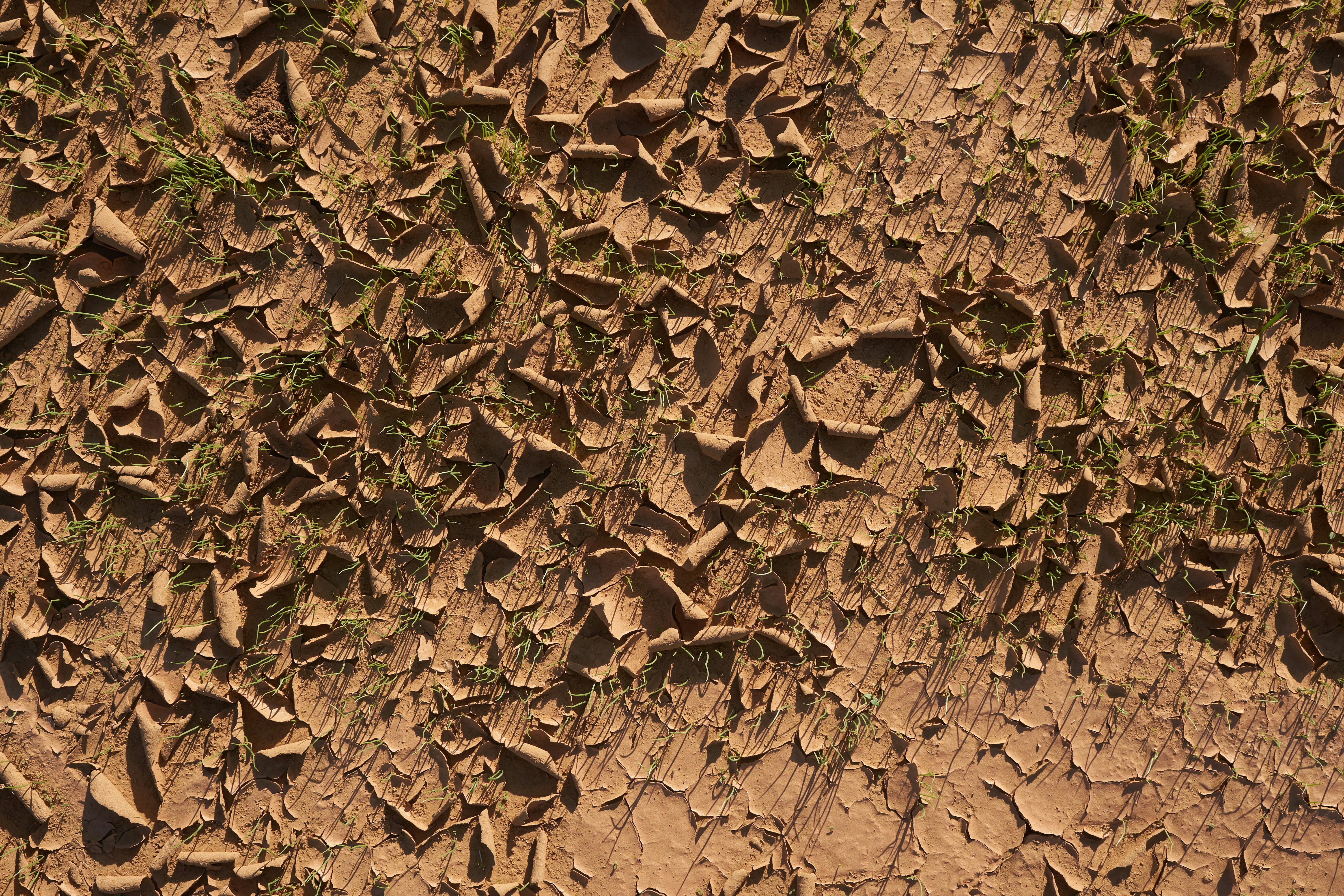 On "Binti" by Nnedi Okorafor