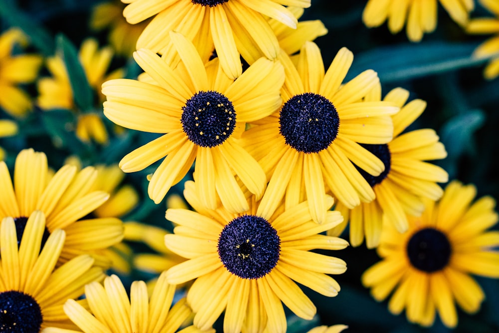 yellow petaled flowers