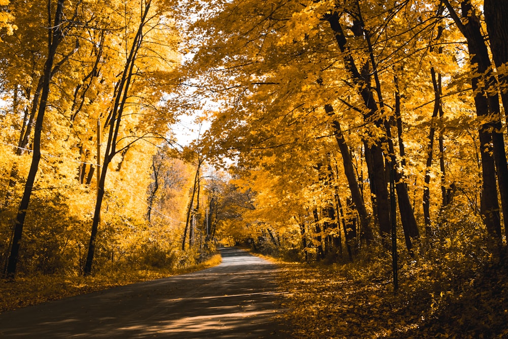 view of tunnel trees