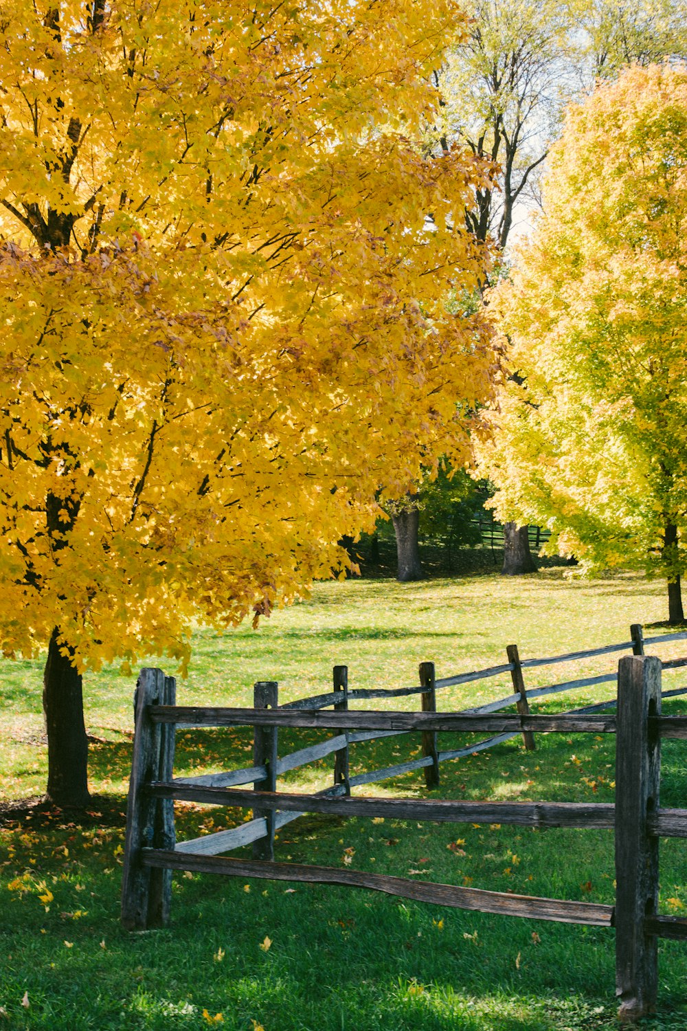 brown wooden fence