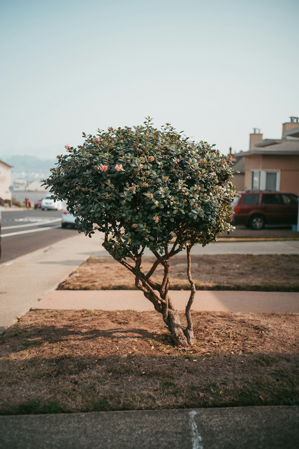 green-leafed plant