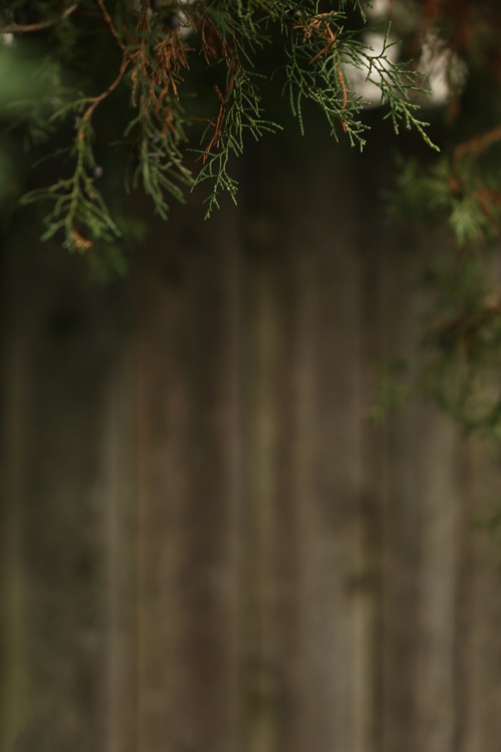 a bird perched on a branch of a tree