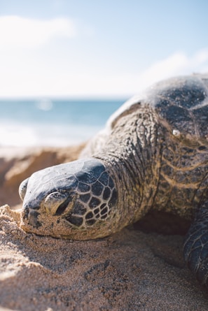 Marine biologists examining a sea turtle on a sandy beach.