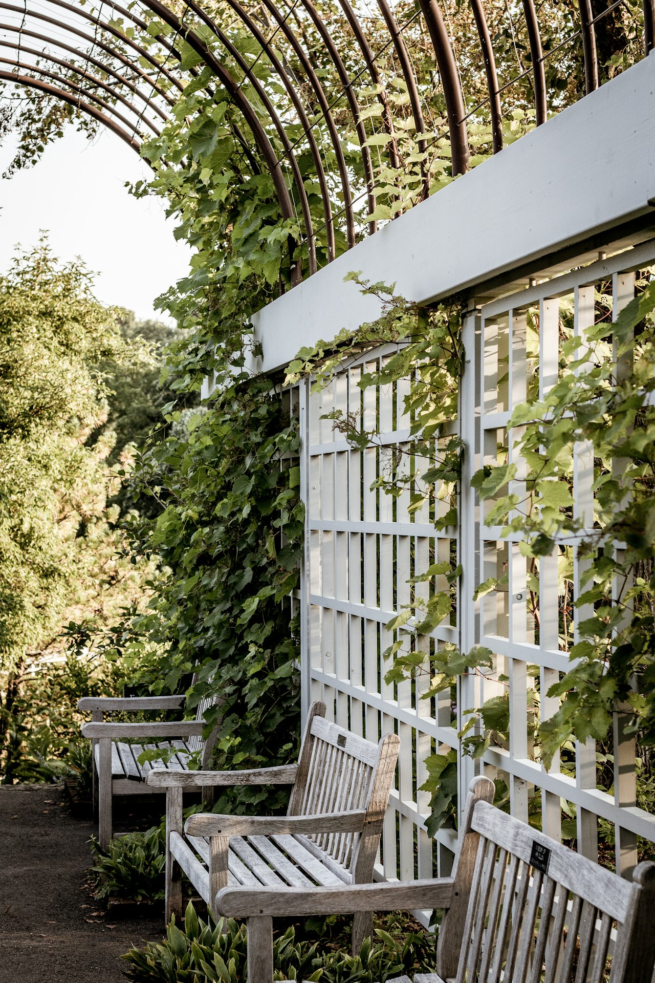 Trellising 101: Climb, Plant, Climb!