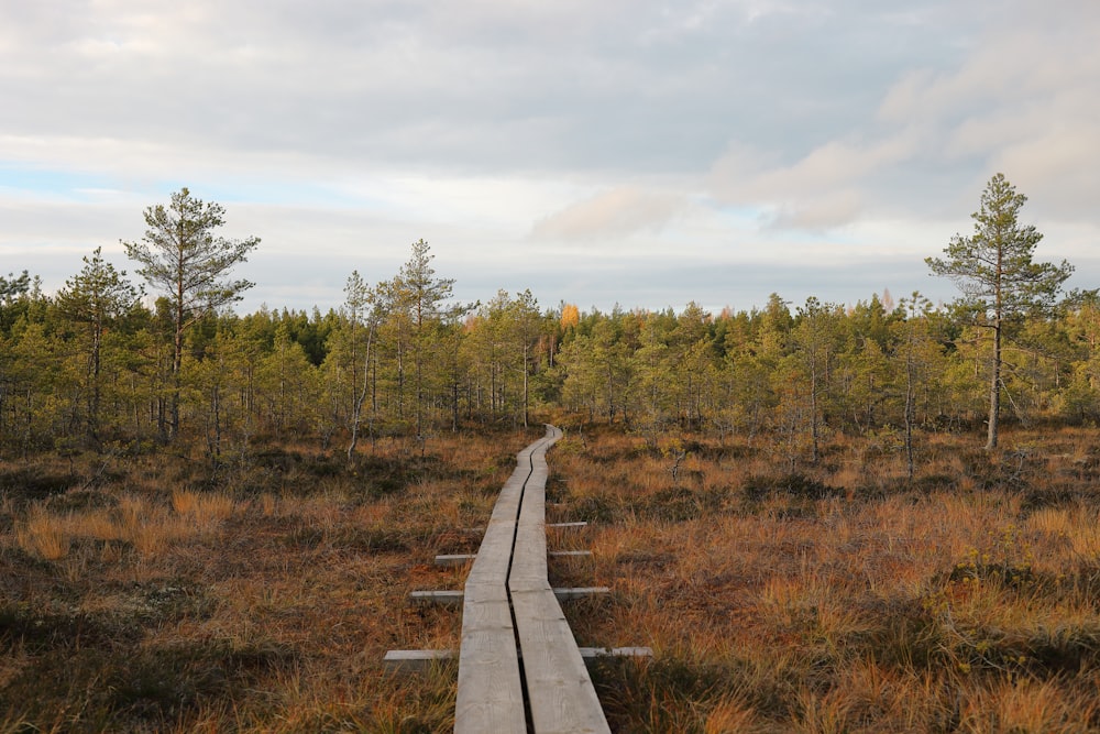 view of trees under white clouds