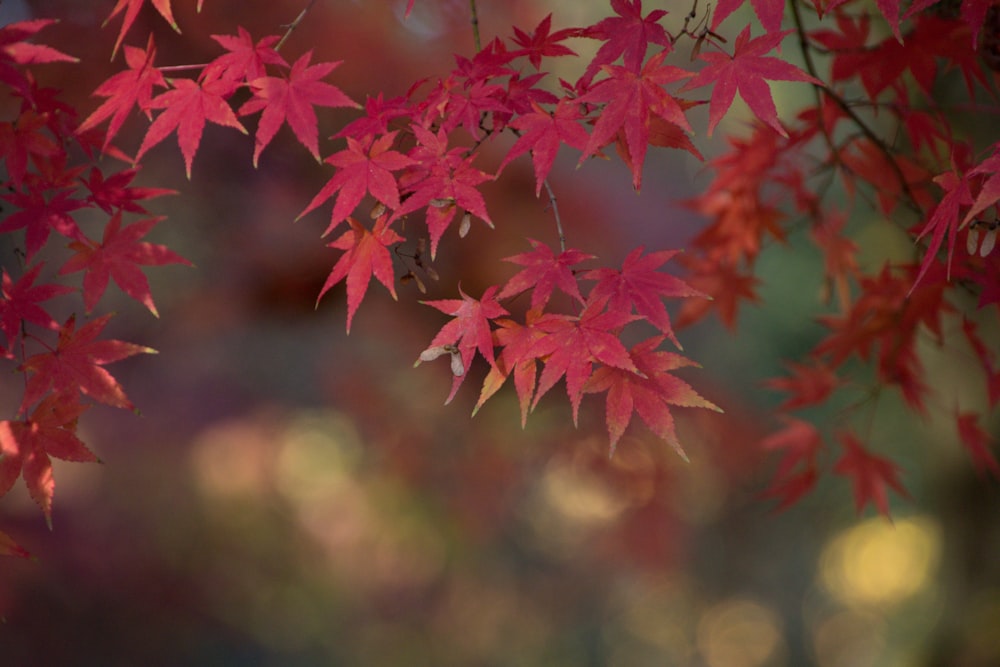 shallow focus photography of red-leafed tree