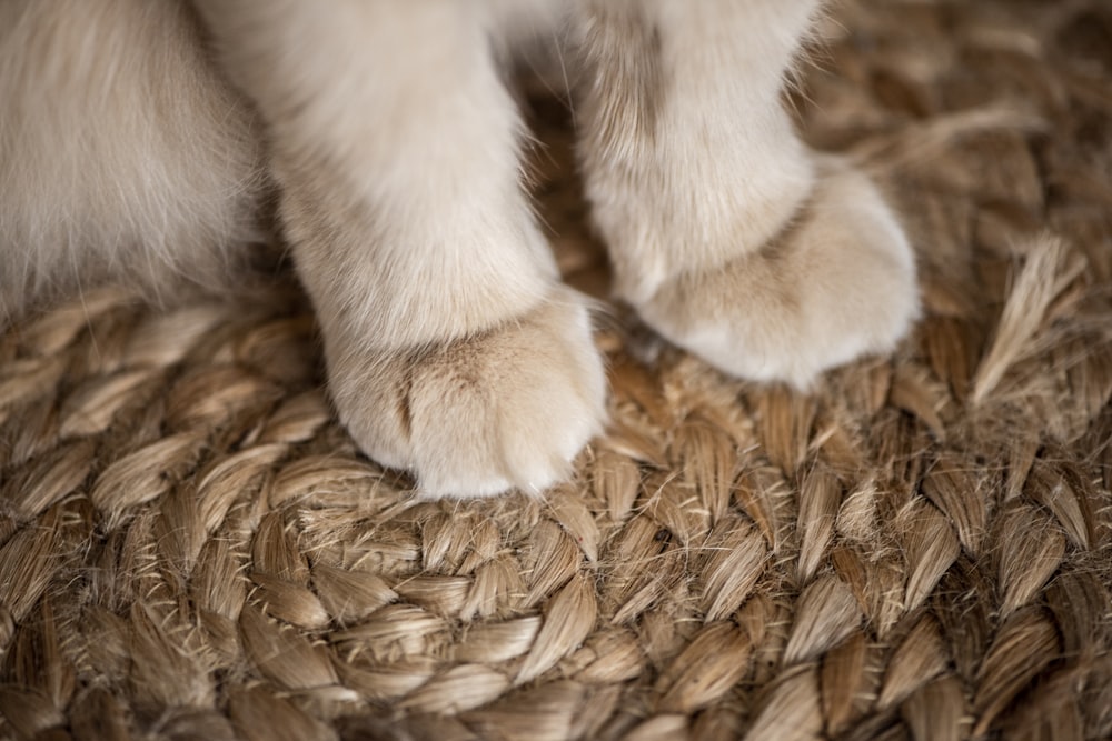 brown animal on brown wicker mat