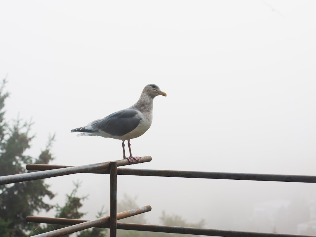 white and gray pigeons