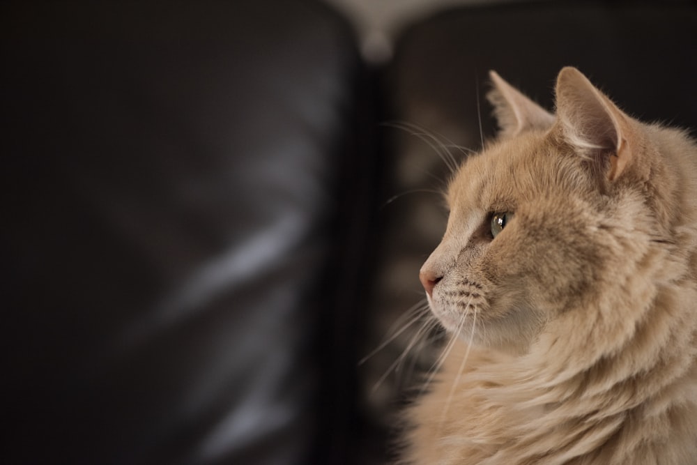 brown cat sitting on sofa