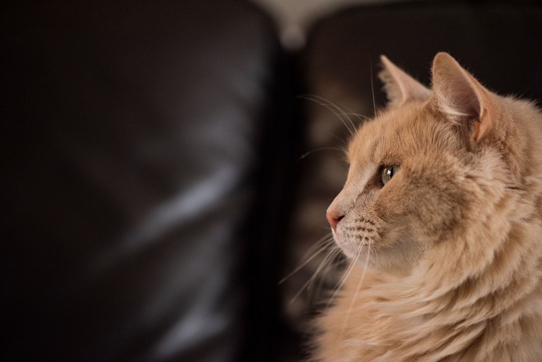 brown cat sitting on sofa