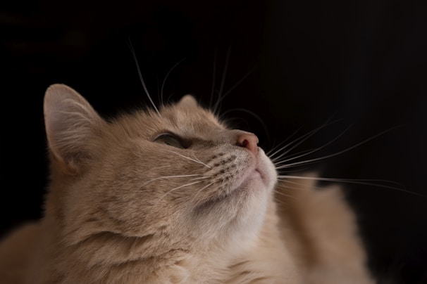 A profile view of a fluffy, light-colored cat looking upwards against a dark background. The cat's ear, eye, and whiskers are prominently visible, with soft fur textures highlighted by the lighting.