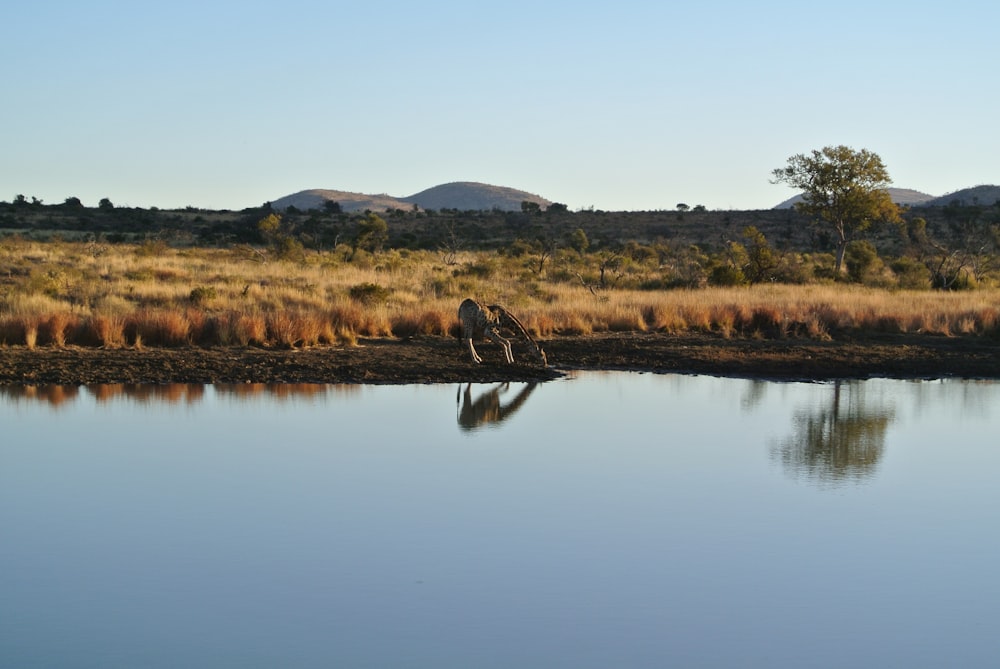 body of water