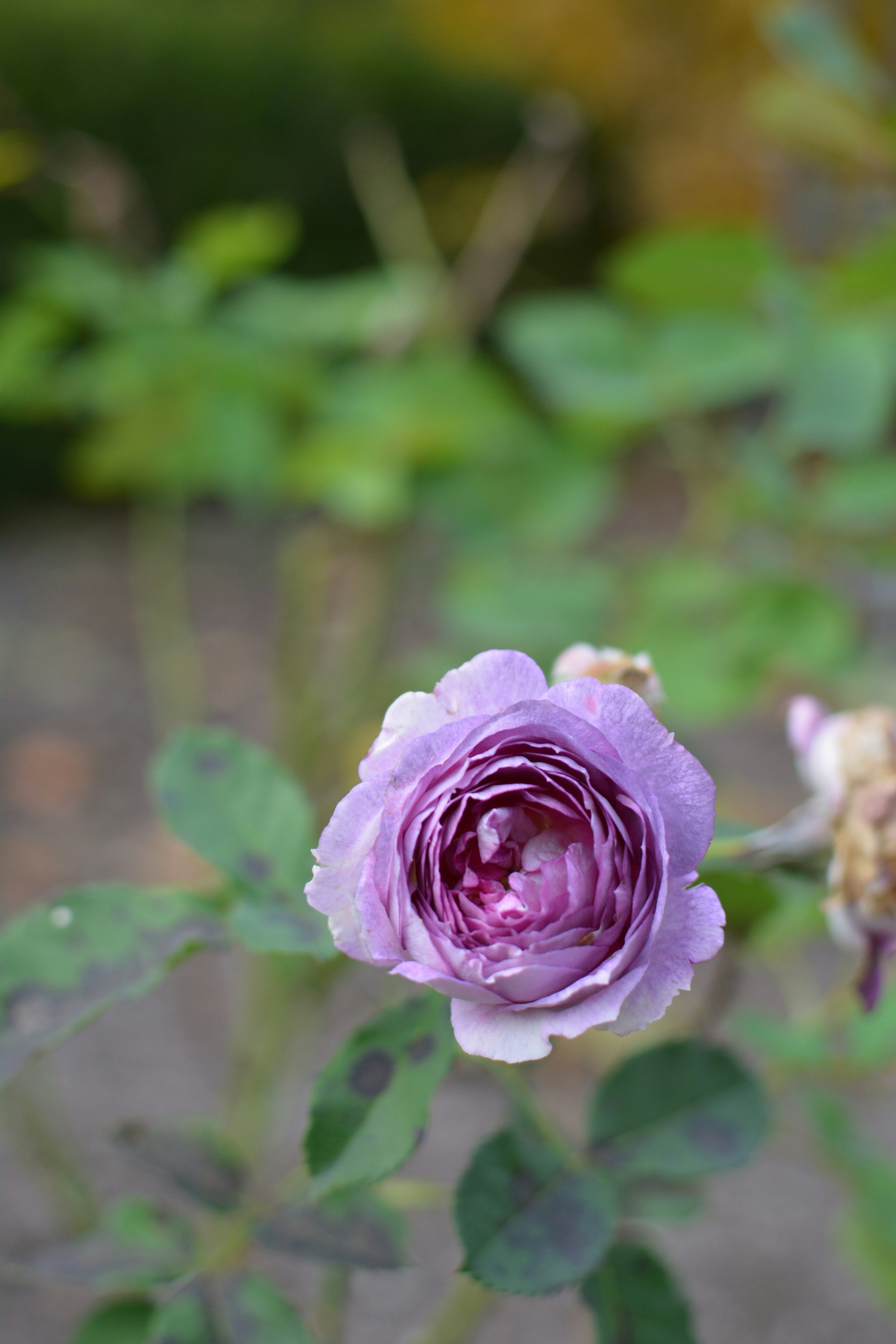 Lavender Rose Print