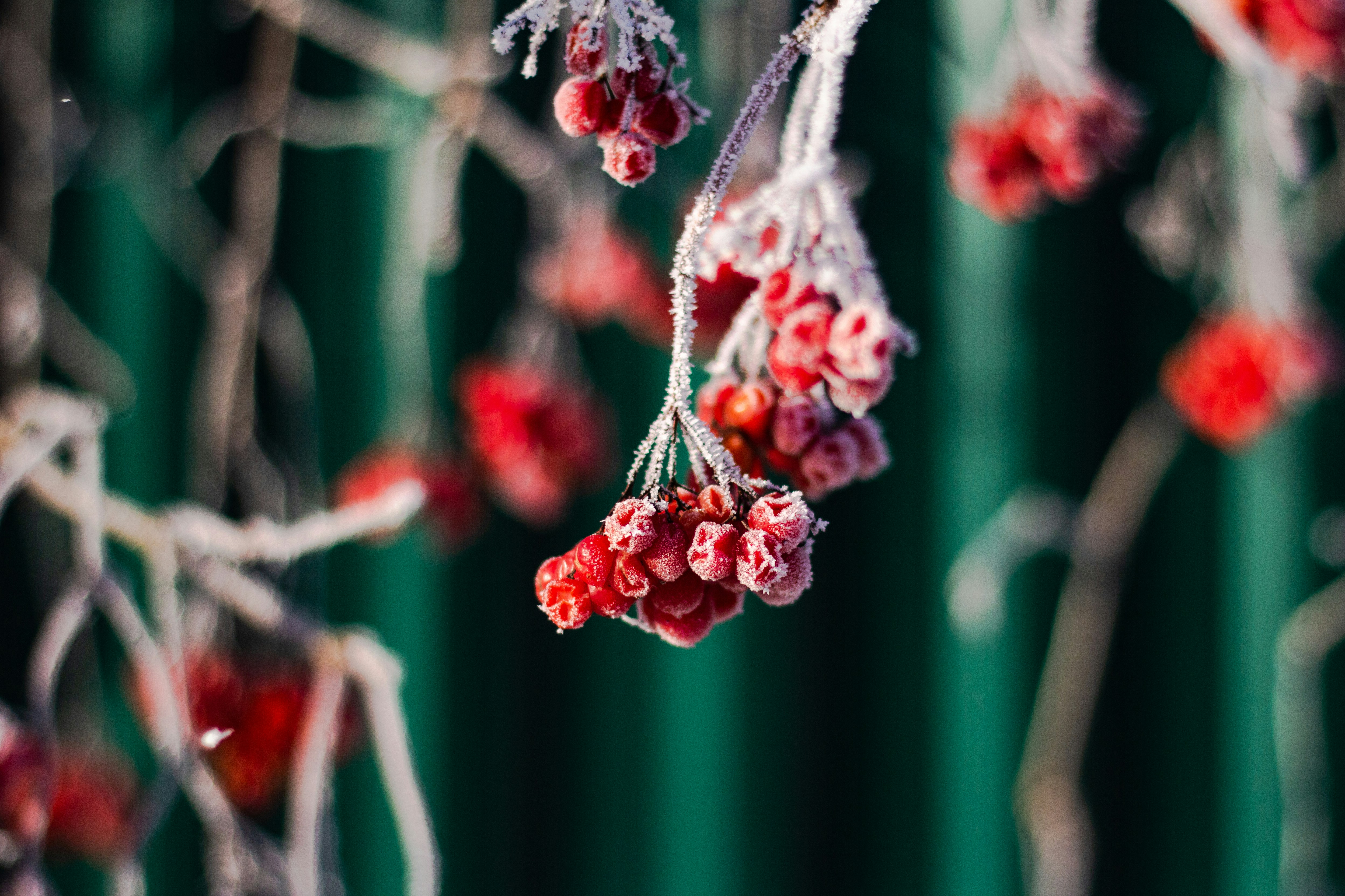 shallow focus photography of red fruits