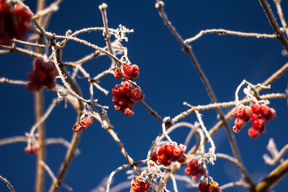 close-up photo of red berries