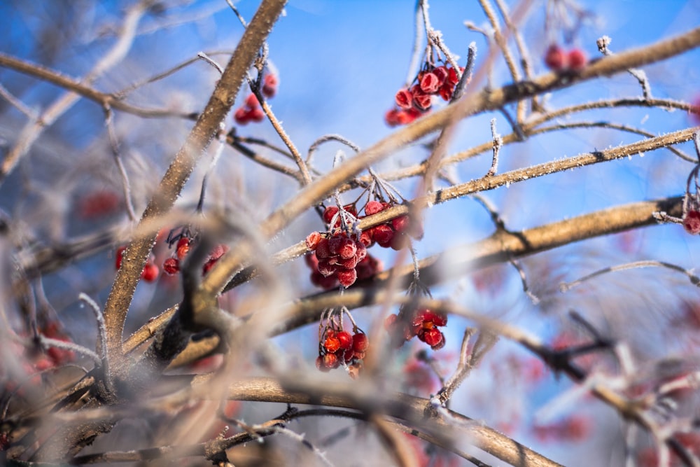 shallow focus photography of red fruits