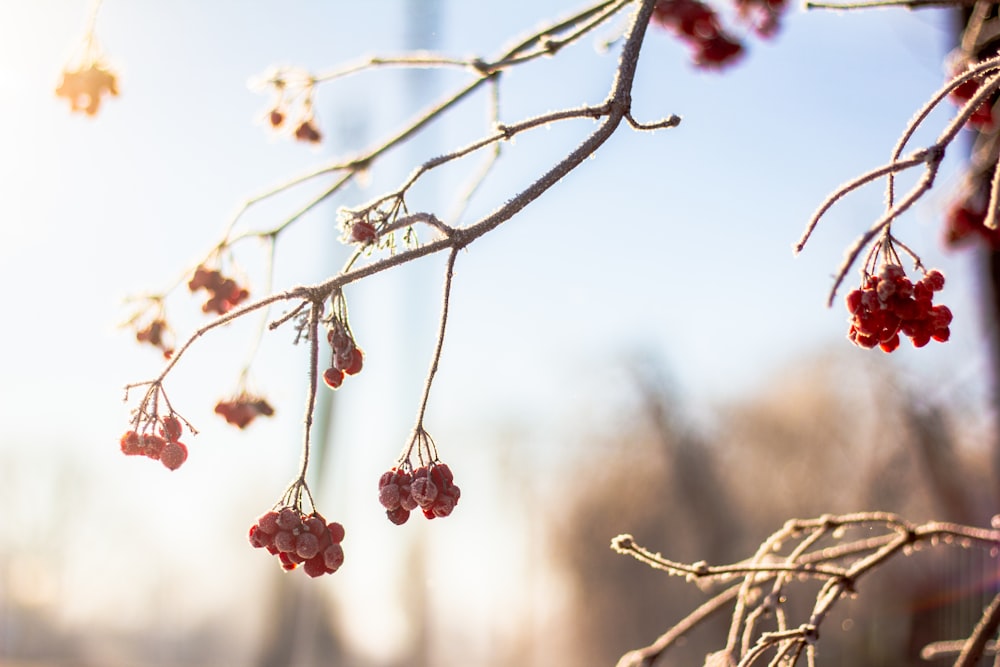 a branch with red berries hanging from it