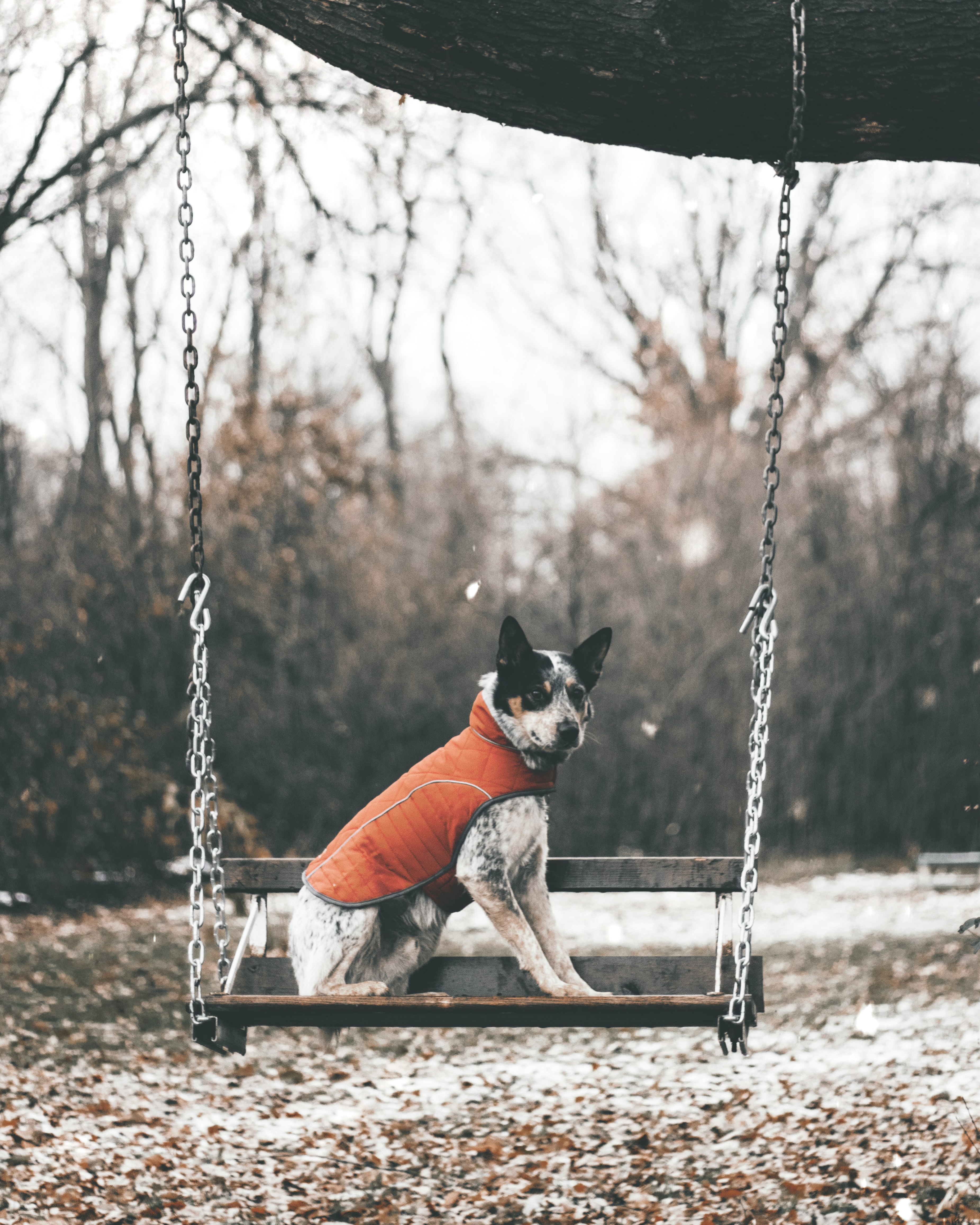 white and black dog swinging