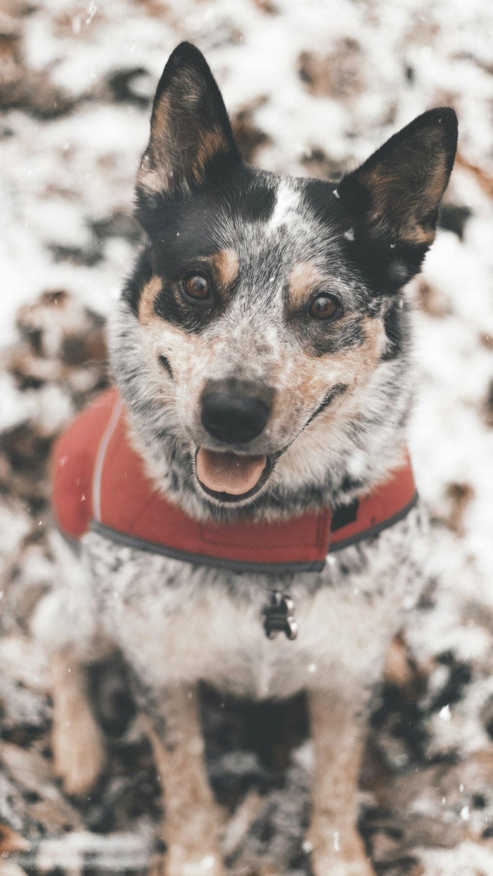 white and black short coated small dog