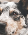 white and black short coated dog