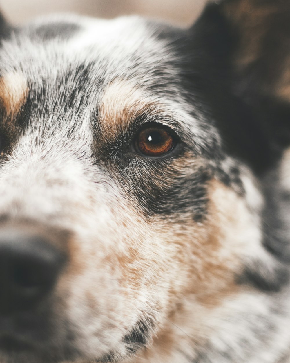 white and black short coated dog