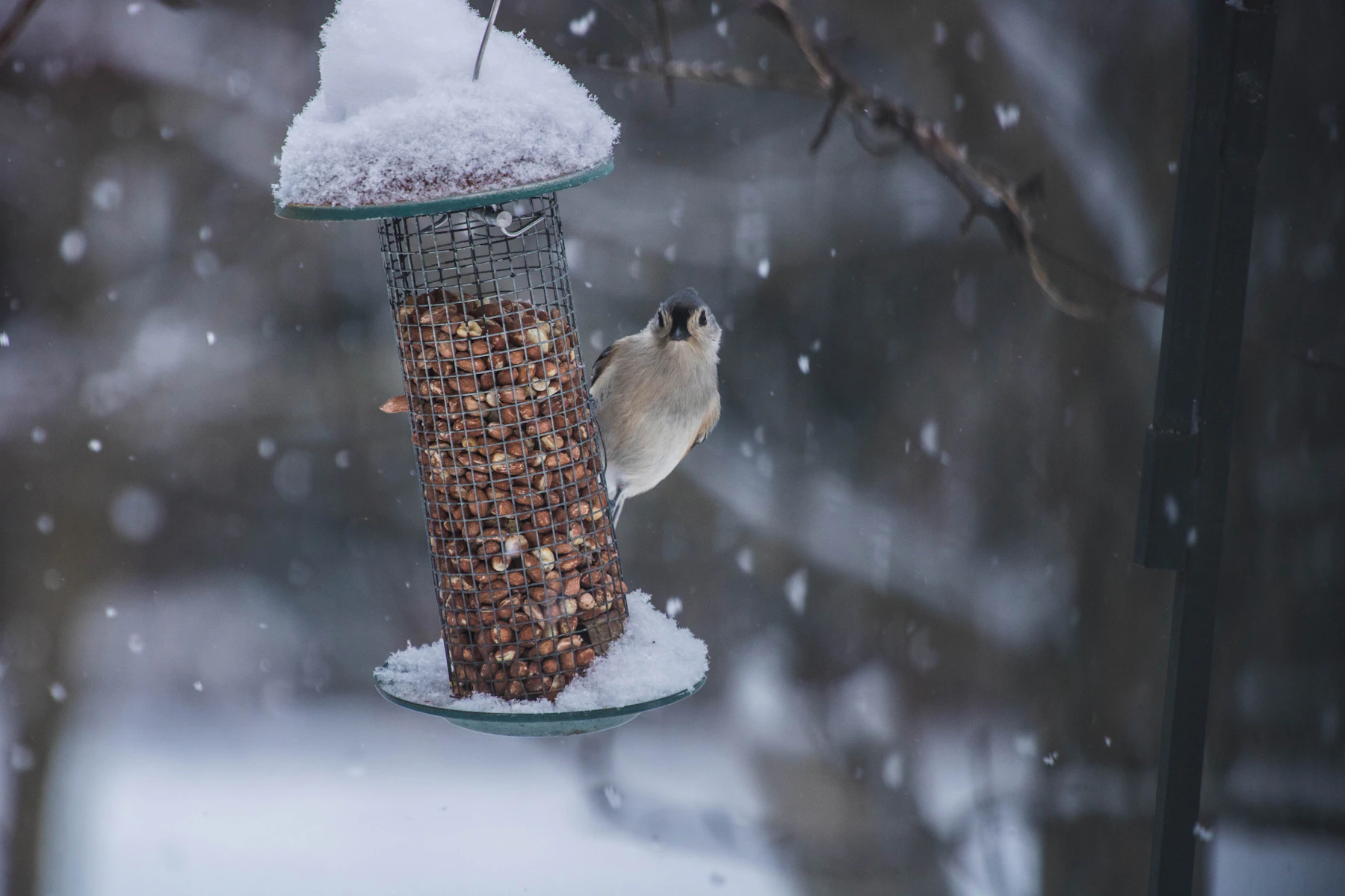 A tufted titmouse clinging to a mesh peanut feeder capped with snow, snow falling around it
