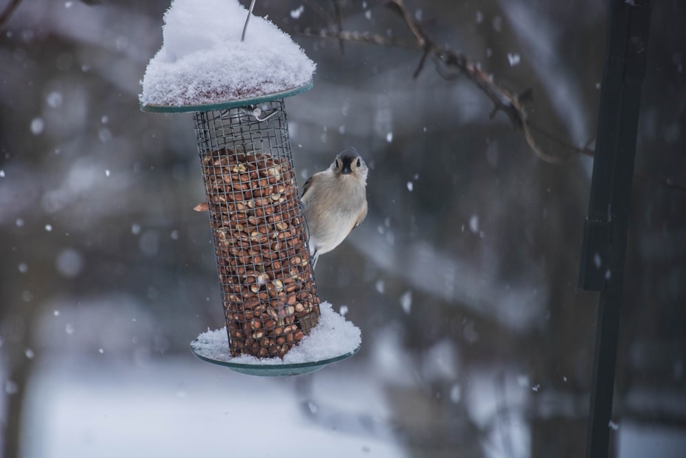 gray passerine bird perching on gray metal birdfeeder selective focus photography