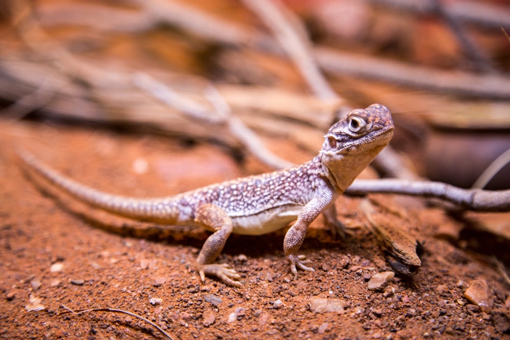 brown lizard next to branch