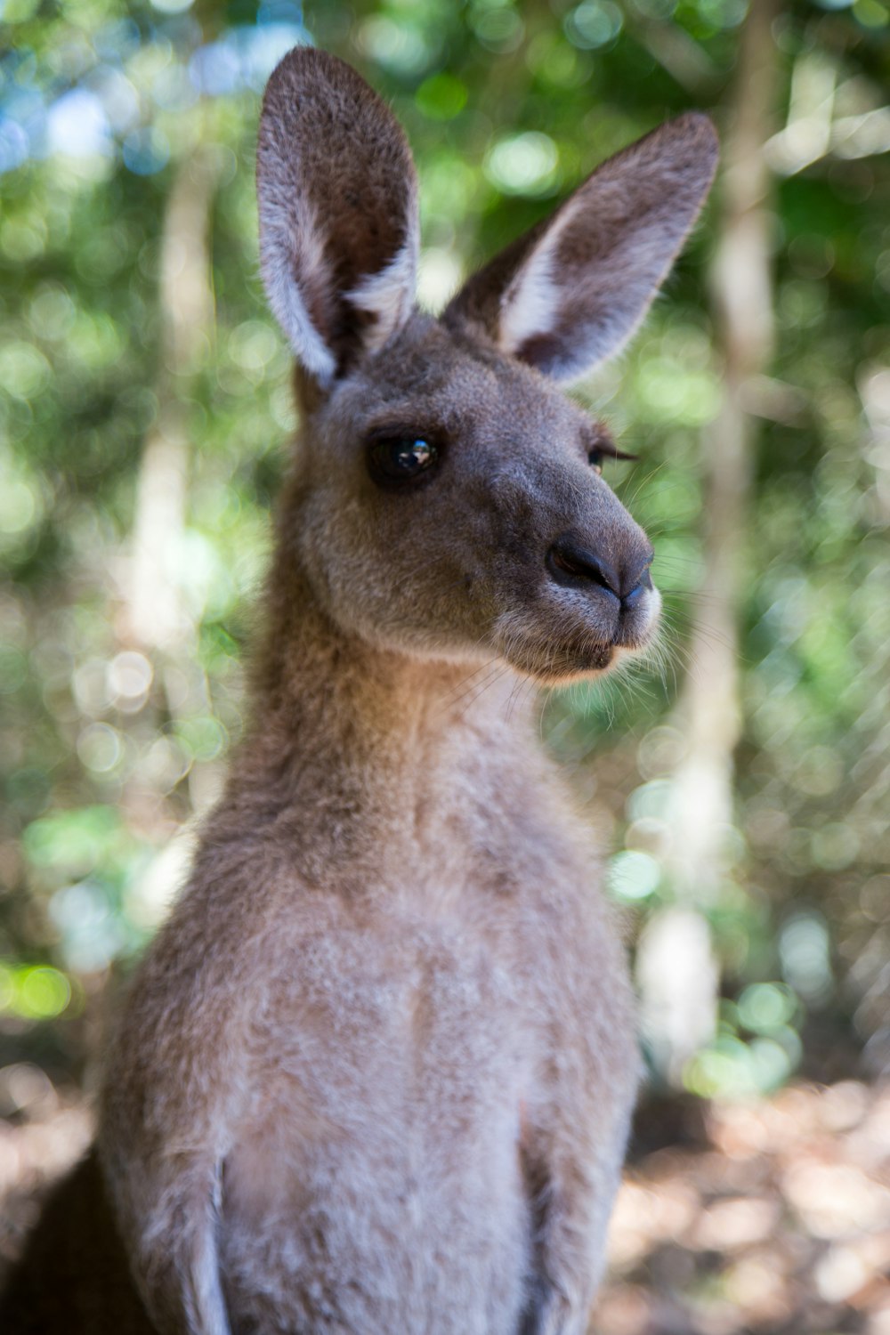 brown kangaroo