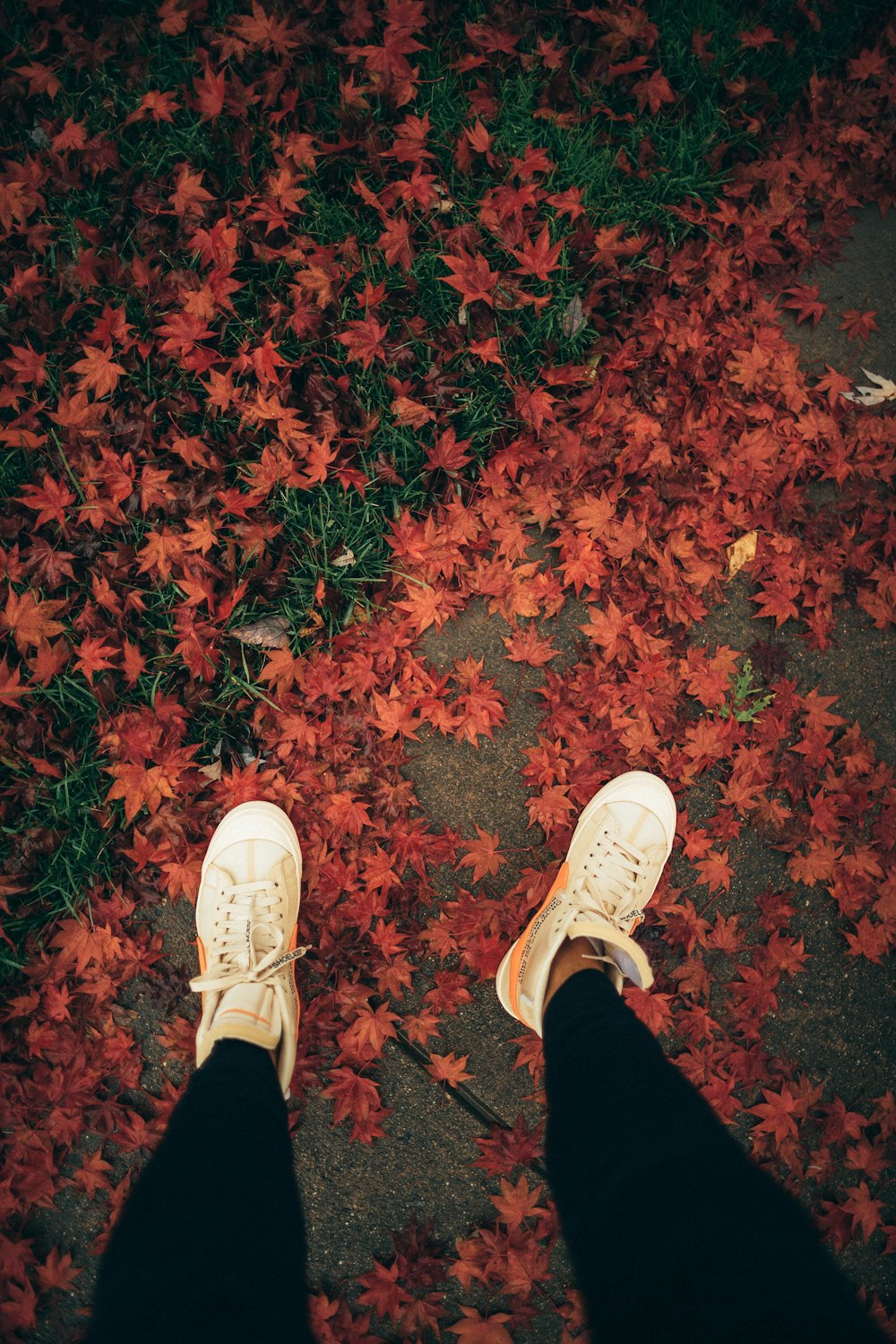 person standing on pavement with maple leaves on ground