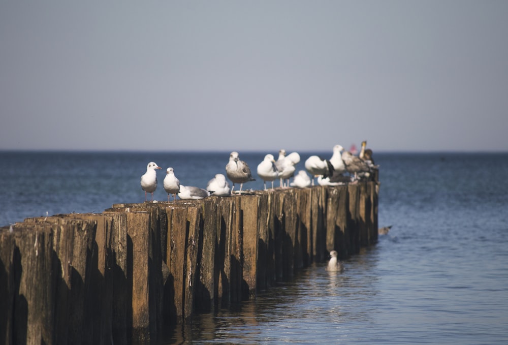 white seagulls