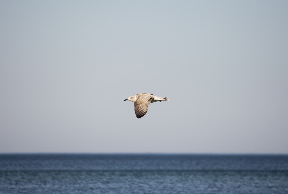 selective focus photography of gull flying during daytime
