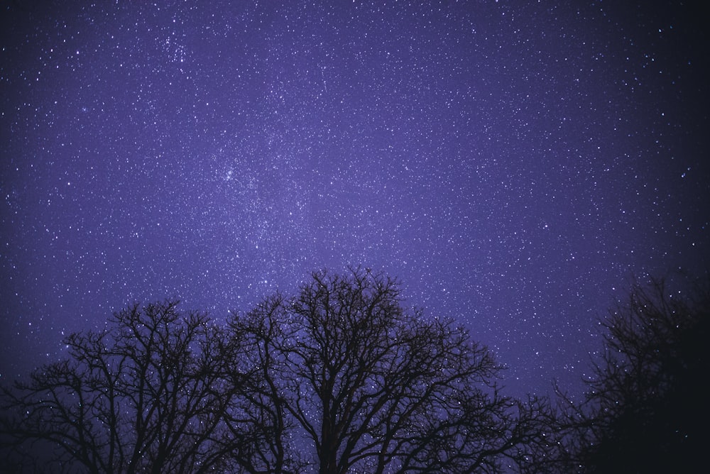 photo de silhouette d’arbre