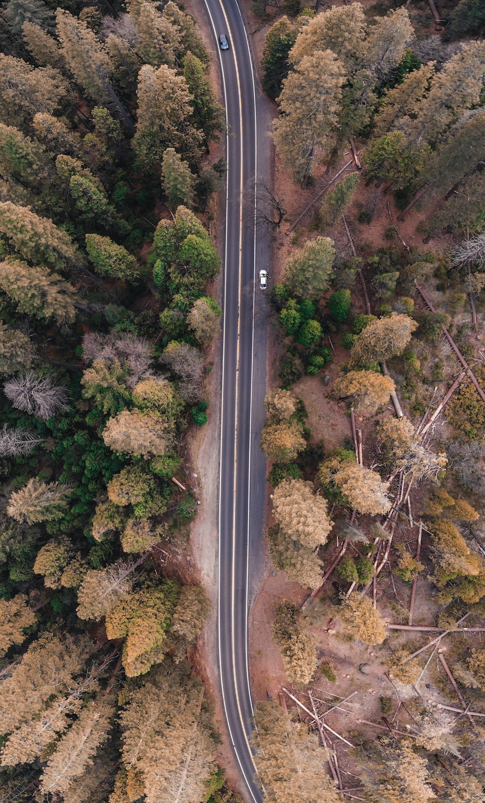 bird's eye view photo of road in the middle of forest