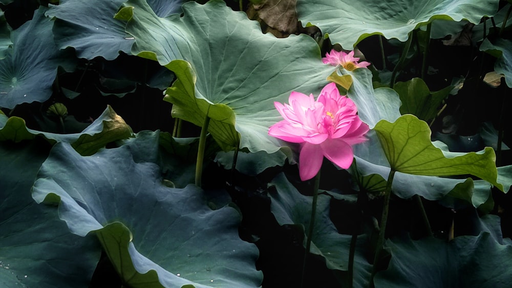 pink petaled flower bloom at daytime