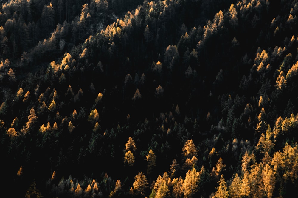 aerial photography of green pine trees