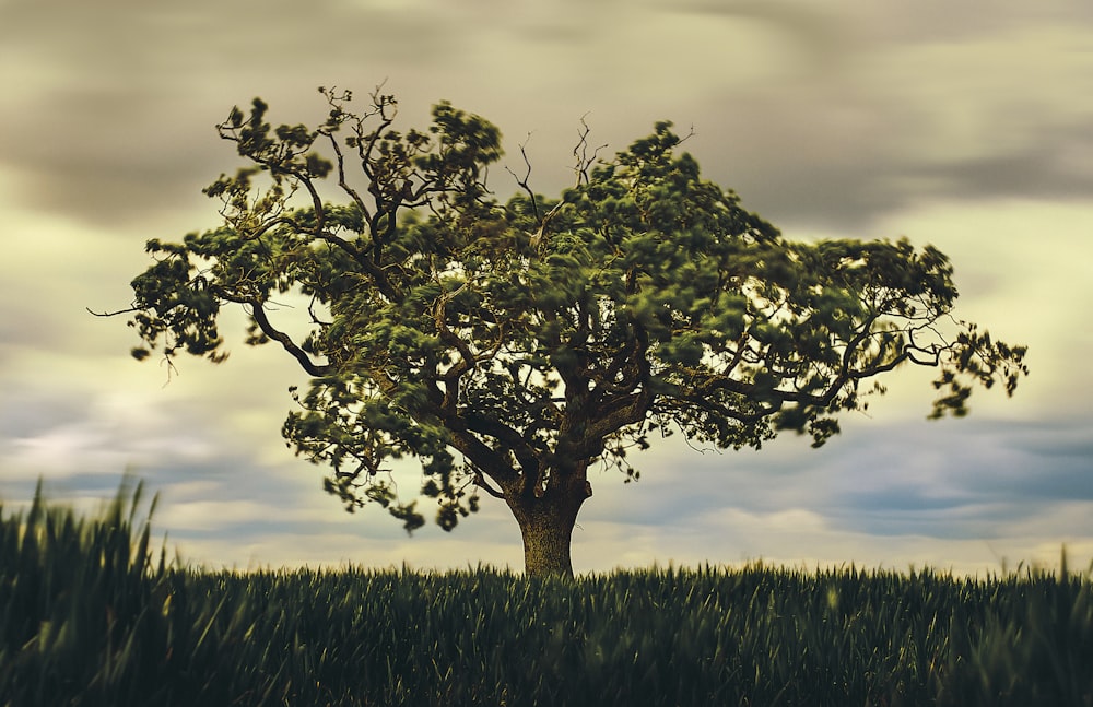 green tree under gray clouds during daytime