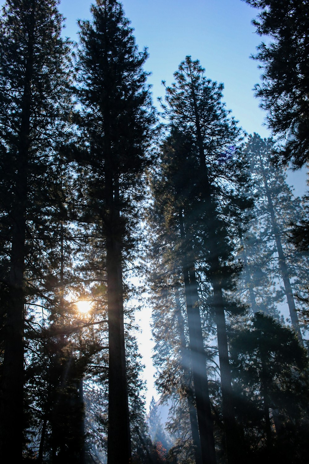 low-angle view of pine trees