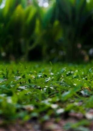 An aerial view of a sprawling natural lawn grass installation blending seamlessly with native trees.