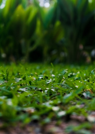A close-up view of a lush green lawn, where individual blades of grass are visibly distinct. The background features out-of-focus foliage, creating a natural and tranquil atmosphere.