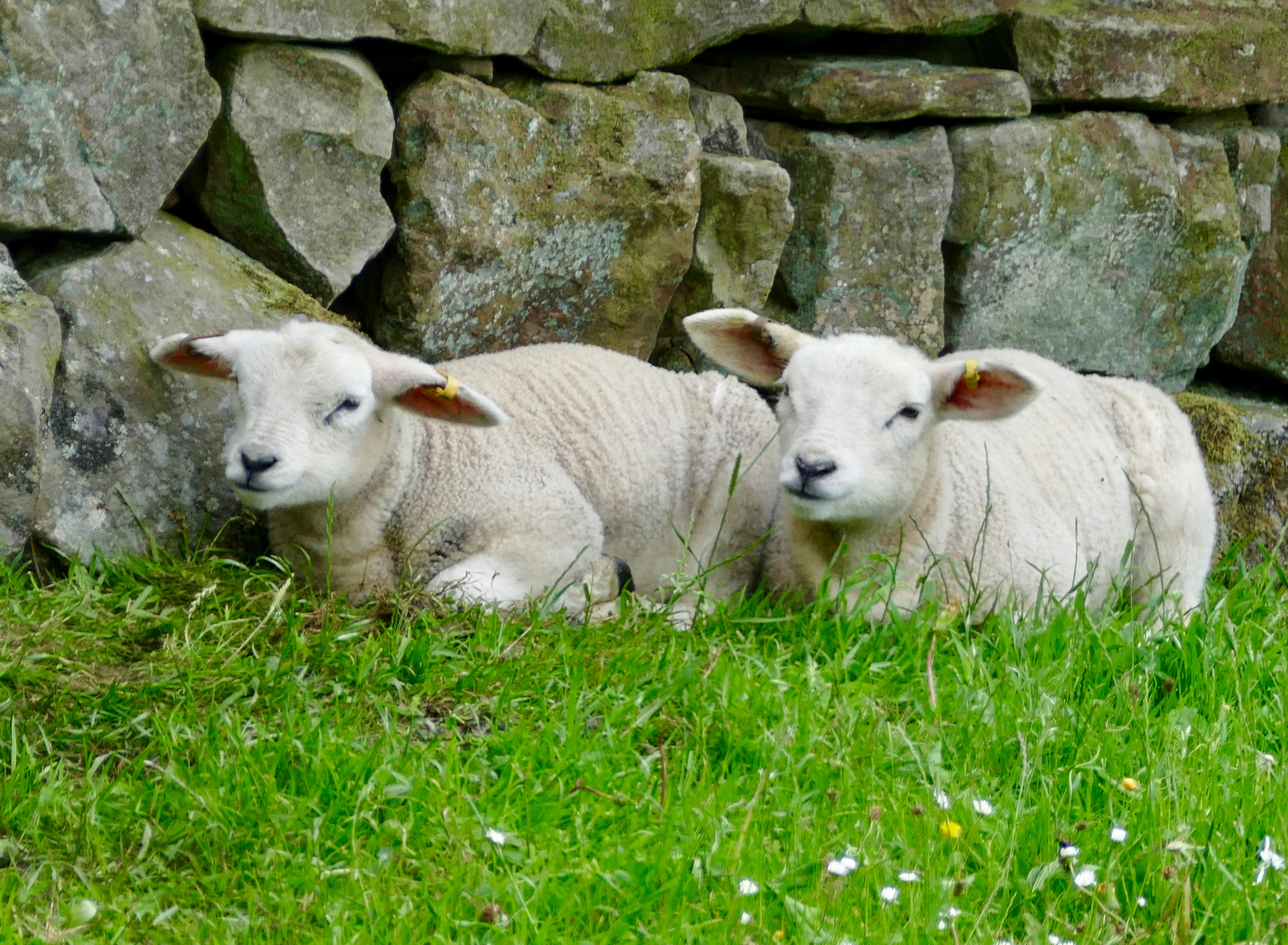Two lambs relaxing in spring grass, enjoying the shelter of a stone wall behind them.