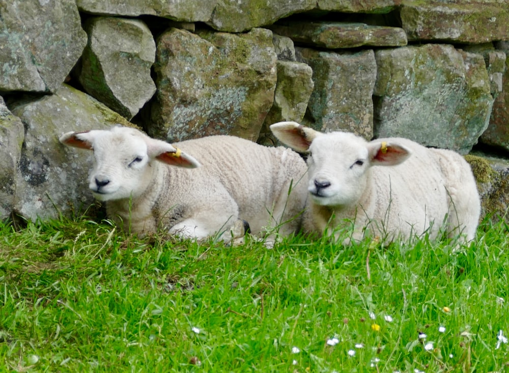 two white sheeps lying on green grass