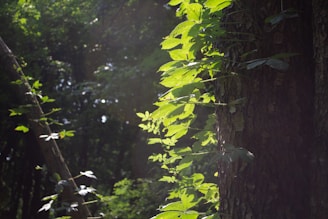 Sunlight filtering through lush green leaves in a peaceful forest setting